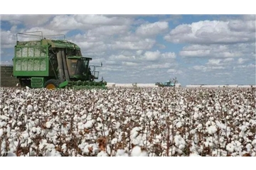 煎熬！國產(chǎn)棉賣不掉，進(jìn)口棉買不起，國內(nèi)外棉價(jià)走勢背離，對紡織企業(yè)影響幾何？